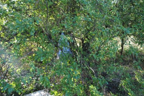 Müll im Obstbaum