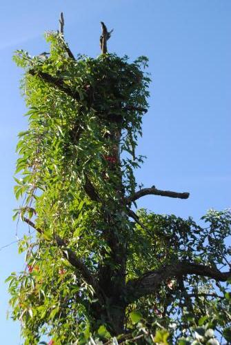 überwucherter Obstbaum