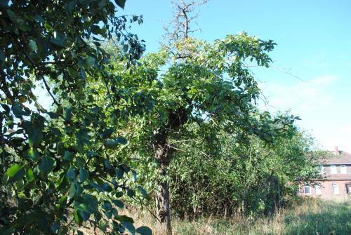 Obstbäume