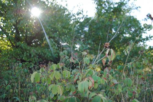 Vegetation beim Schuppen